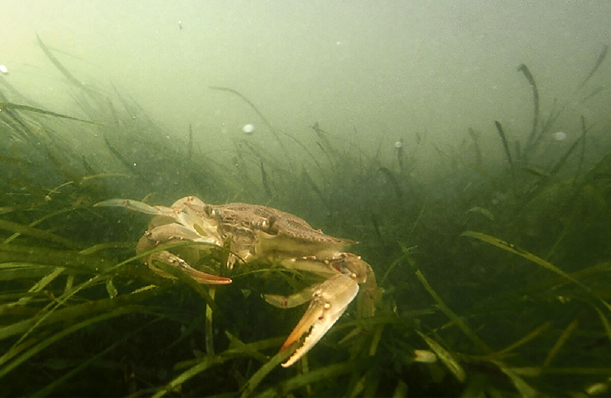 Blue crab in grasses